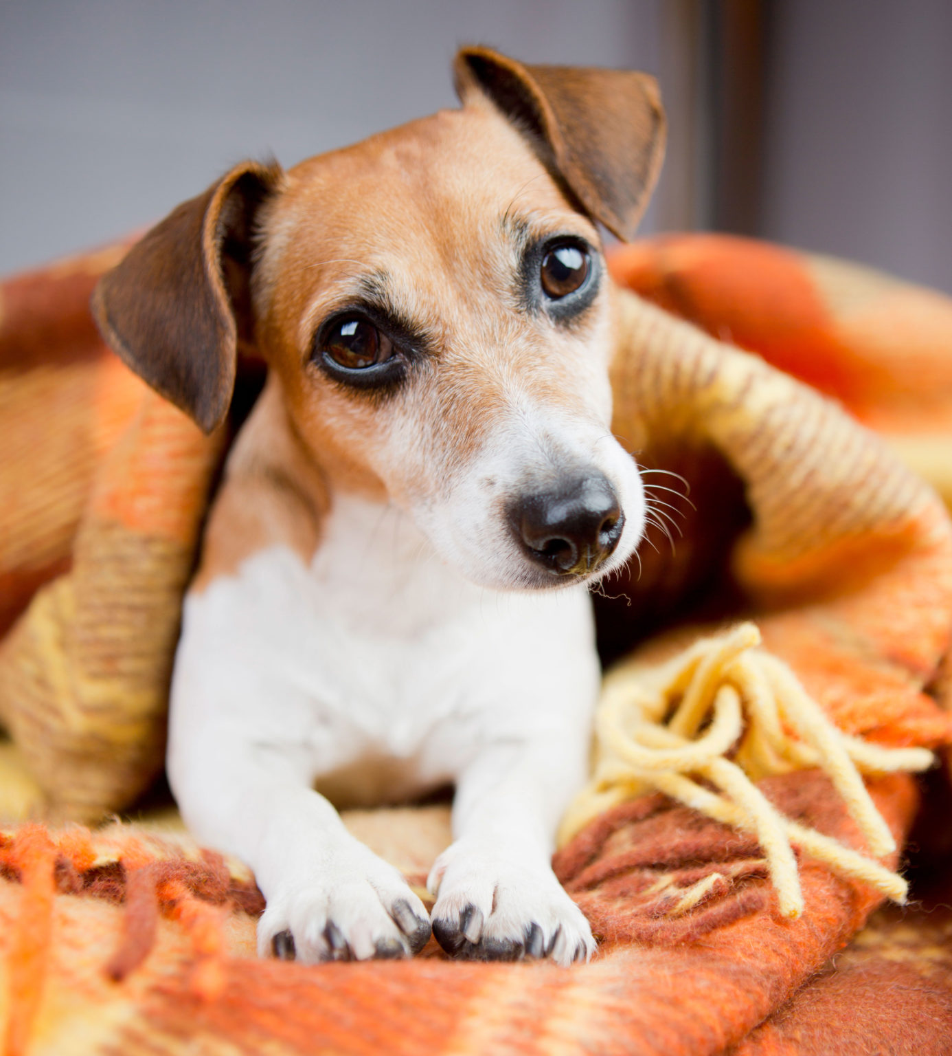 Best Dog Boarding in Culpeper VA Alpha Pet Resort