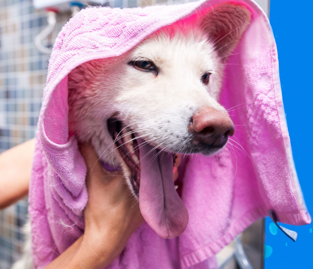 Professional Dog Grooming in Culpeper VA Alpha Pet Resort