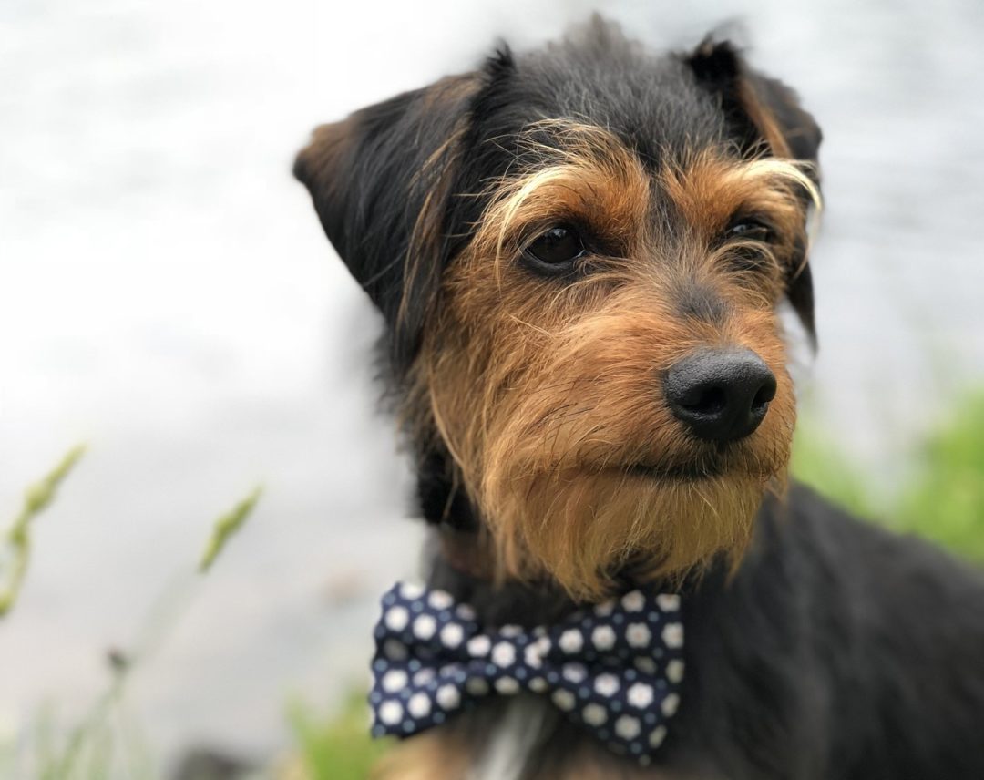 Professional Dog Grooming in Culpeper VA Alpha Pet Resort