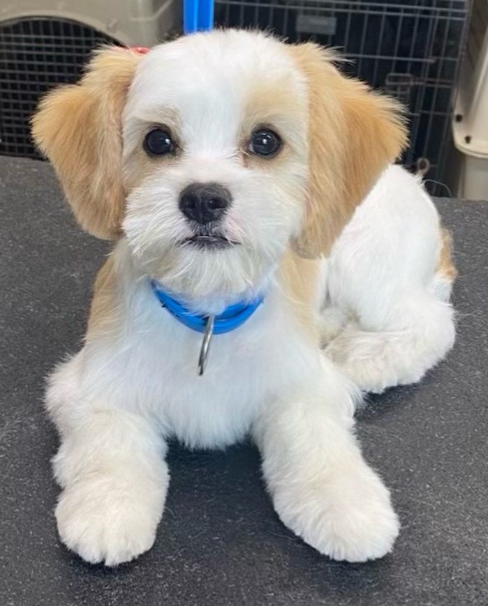 Dog Grooming at Alpha Pet Resort Dog Grooming at Alpha Pet Resort