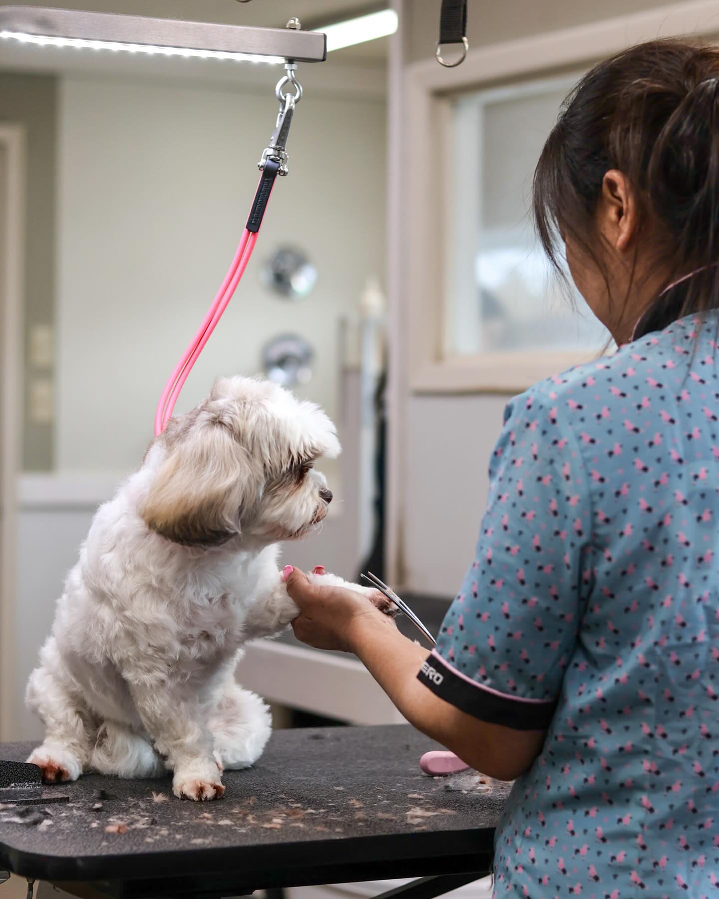 Dog Grooming at Alpha Pet Resort Dog Grooming at Alpha Pet Resort