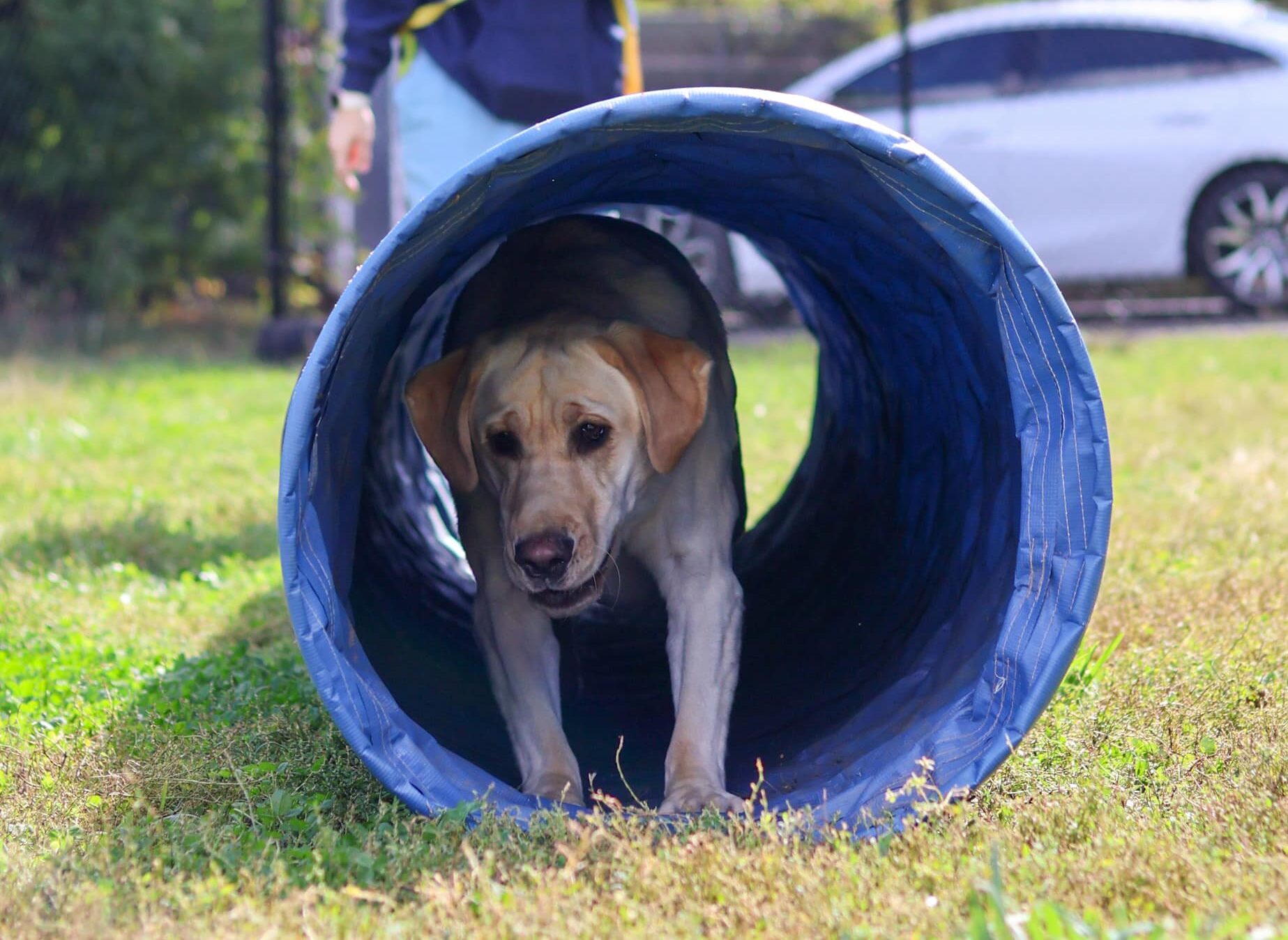 Dog Training at Alpha Pet Resort