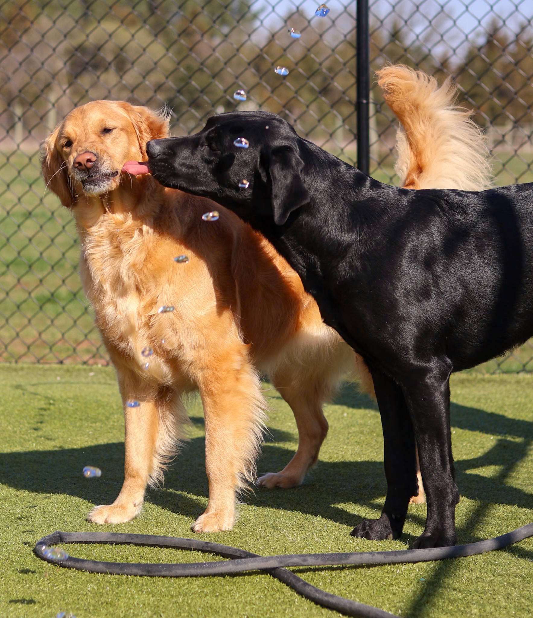 Dog Boarding at Alpha Pet Resort Dog Boarding at Alpha Pet Resort