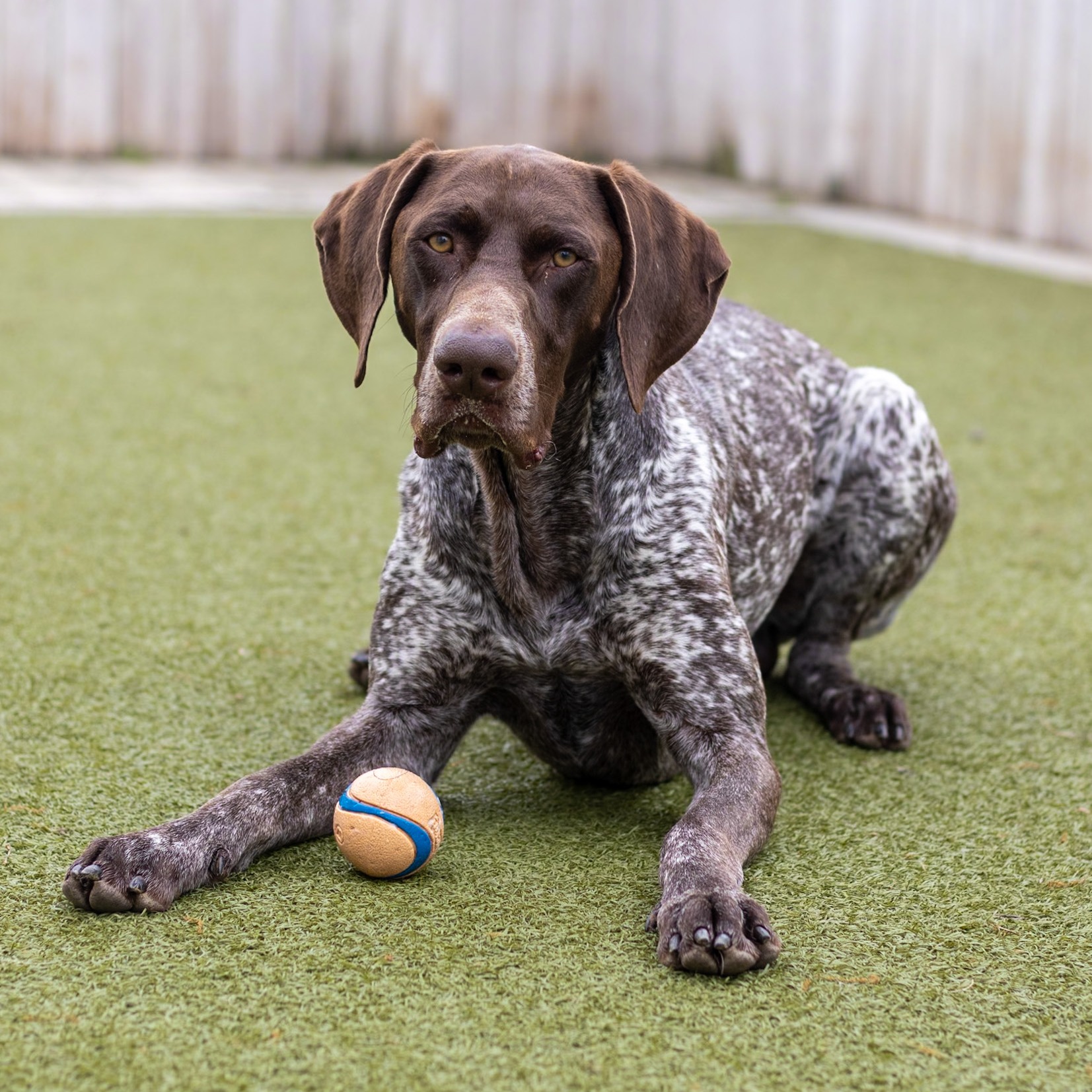 Dog Boarding at Alpha Pet Resort